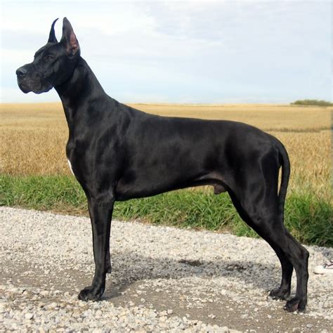 Dog Names for a Great Dane