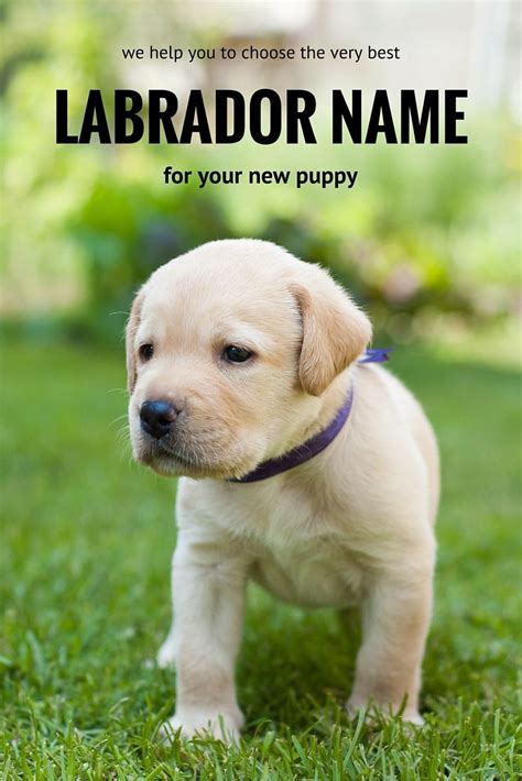 Dog Names for a Yellow Lab