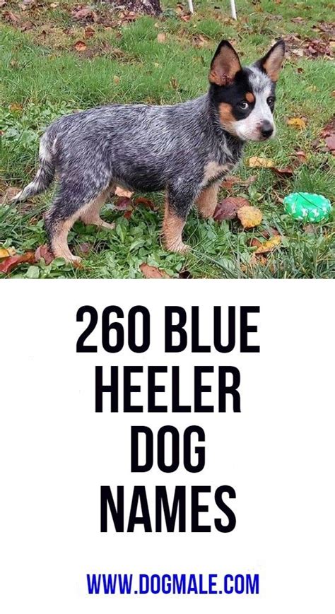 Dog Names for Blue Dogs