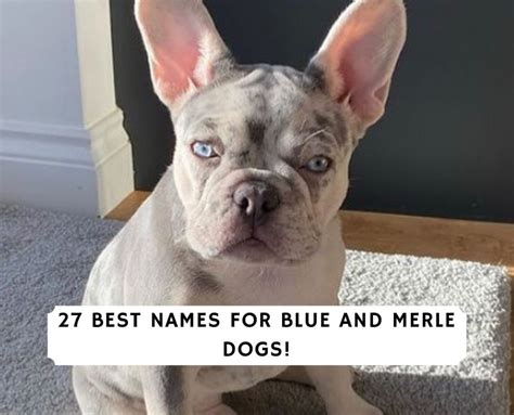 Dog Names for Blue Merle