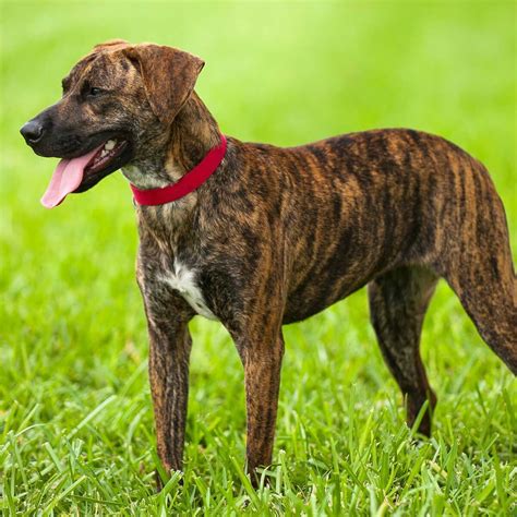dog names for brindle dogs