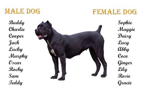 Dog Names for Cane Corso