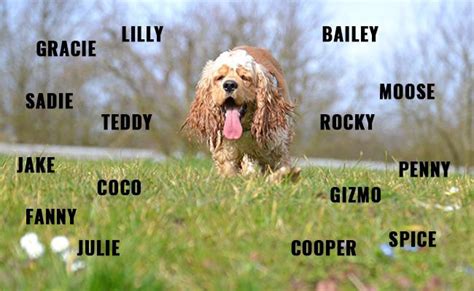 Dog Names for Cocker Spaniel Female