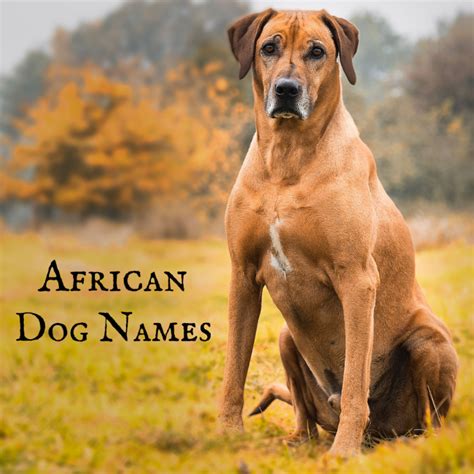 Dog Names for Rhodesian Ridgebacks