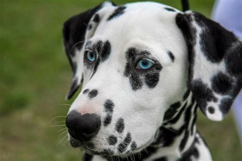 Dog Names for Spotted Dogs