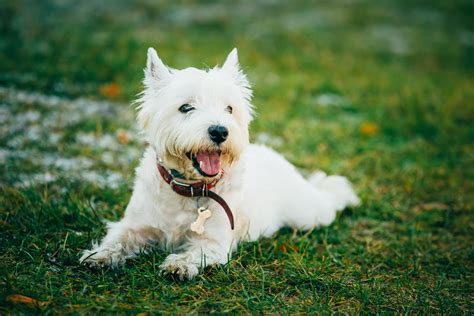 Dog Names for West Highland White Terriers