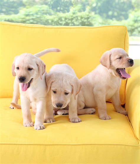 Dog Names for Yellow Labs