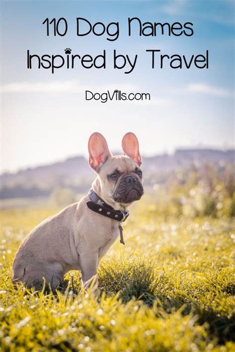 Dog Names Inspired by Travel