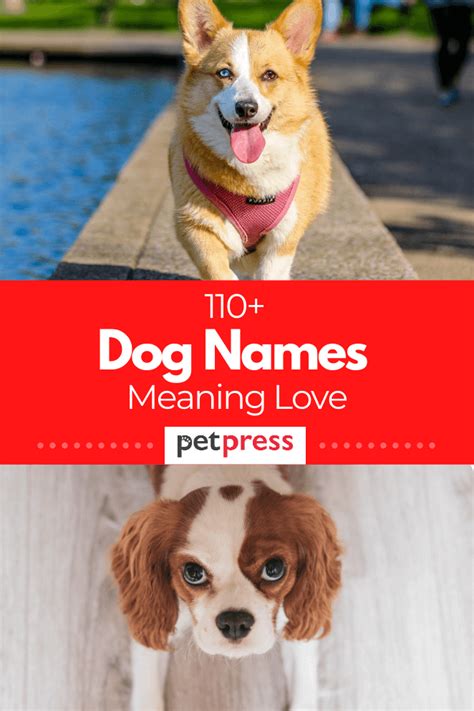 Dog Names That Mean Love