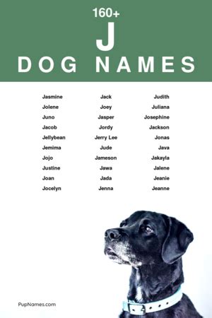 Dog Names That Start With J