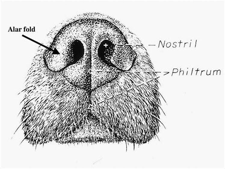Dog nose anatomy