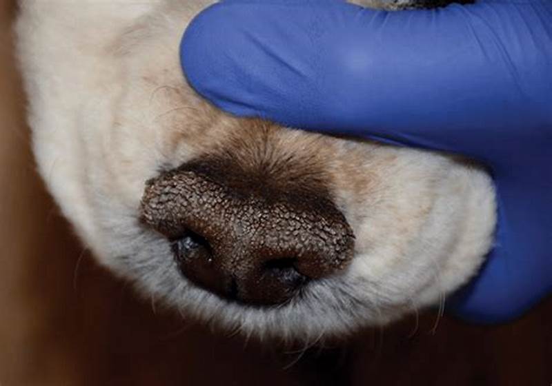 Dog with treatment for nasal obstruction