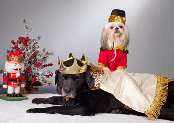 Dog Nutcracker Chicago