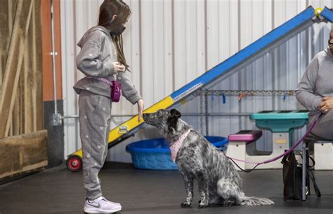 dog obedience training adelaide