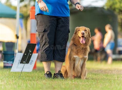 Dog Obedience Training Darwin