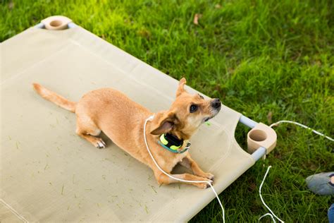 Dog Obedience Training Dc