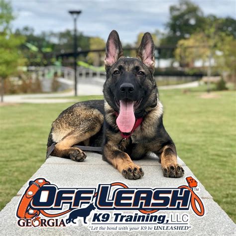 dog obedience training georgia