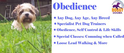 Dog Obedience Training Ipswich