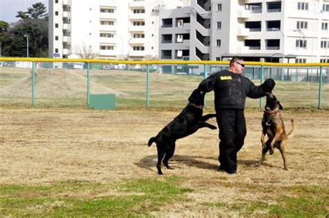 dog obedience training jackson tn