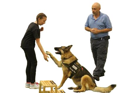dog obedience training near me online