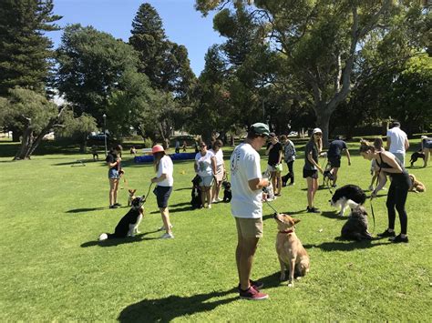Dog Obedience Training Perth