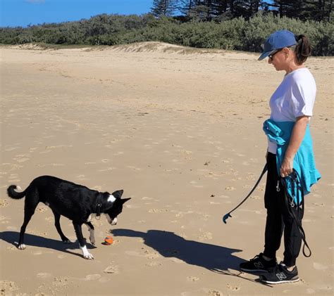 Dog Obedience Training Redcliffe