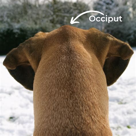 dog occiput getting bigger