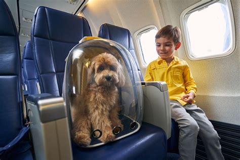 Dog On Plane Size