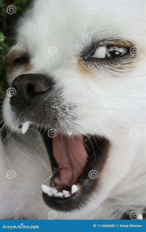 Dog Opens Mouth When Playing