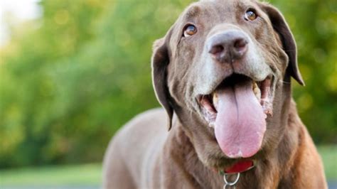 dog oral melanoma life expectancy