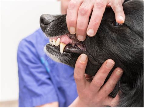 dog oral melanoma success stories