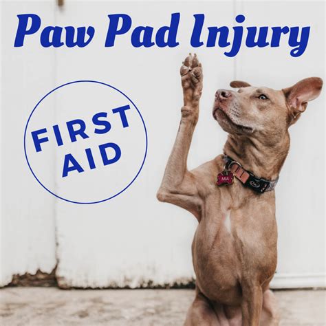 dog paw injury pad