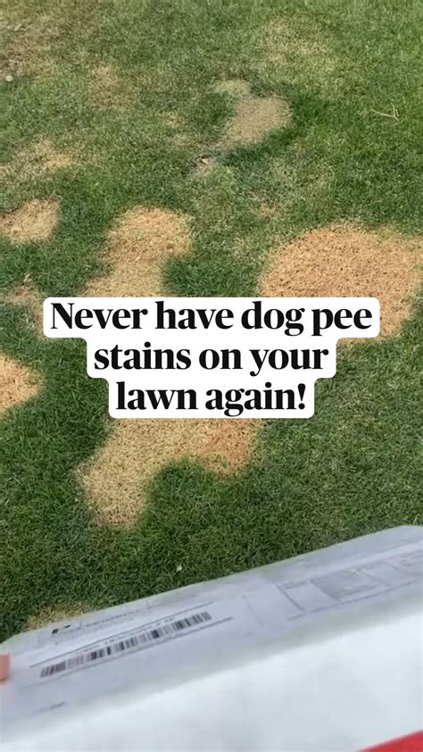 Dog Pee Stains On Deck