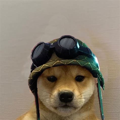 dog pfp wearing hat meme