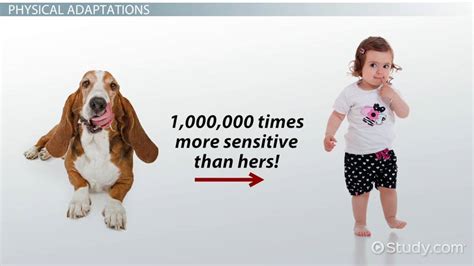 dog physical adaptations