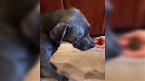 Dog Picks Wrong Cup Spits Out