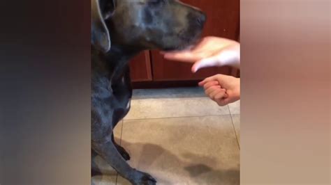 Dog Picks Wrong Hand