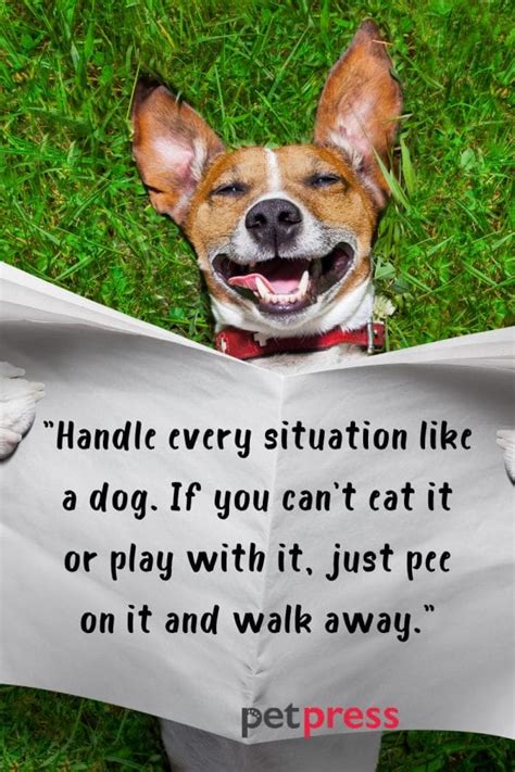 Dog Play Quotes