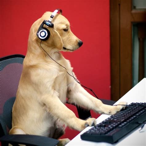 Dog Playing Video Games