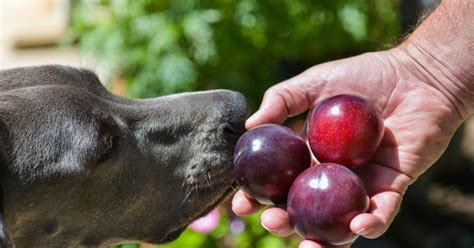 Dog Plums Safe