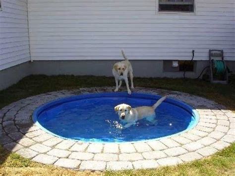Dog Pool In Ground