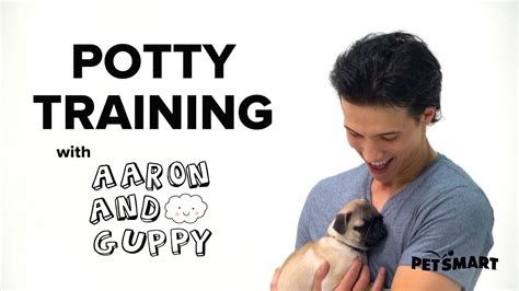 Dog Potty Training Classes Petsmart