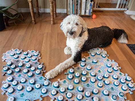 Dog Pressing Buttons