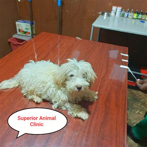 Dog Prices In Uganda