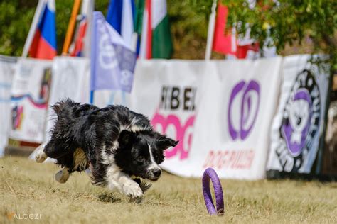 Dog Puller Competition