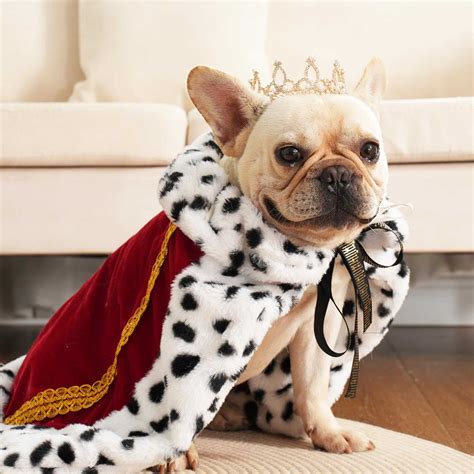 Dog Queen Costume