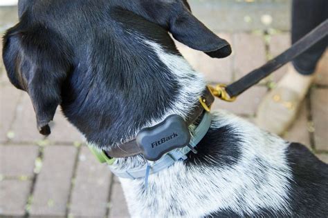 Dog Radio Tracker