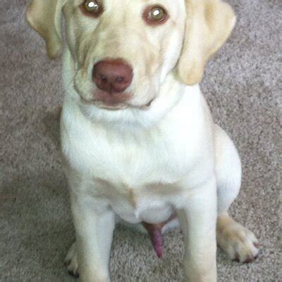 Dog Red Rocket While Pooping