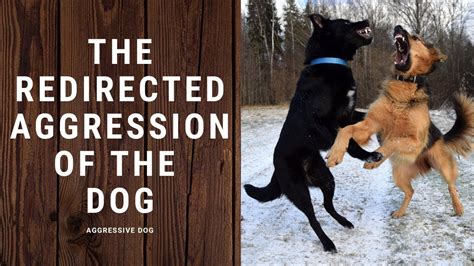 A dog displaying redirected aggression