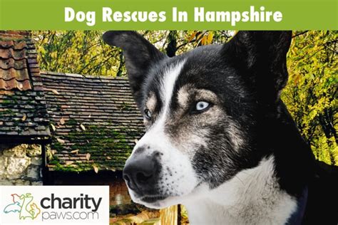 dog rescue centres hampshire uk